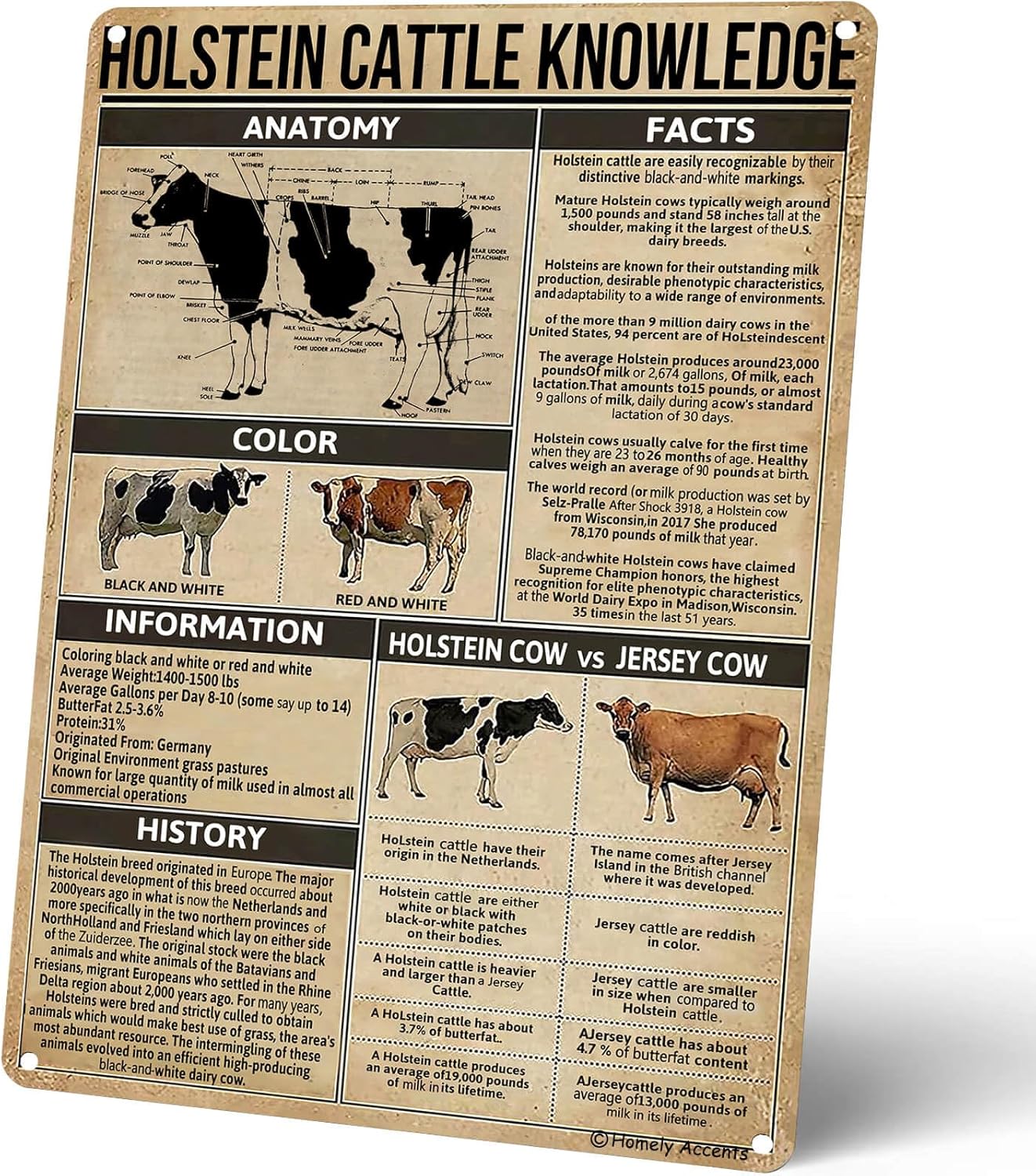 Kids Educational Posters - Plakat z wiedzą o bydło holenderskim,